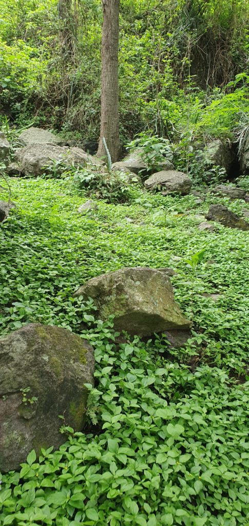 Image gallery image
