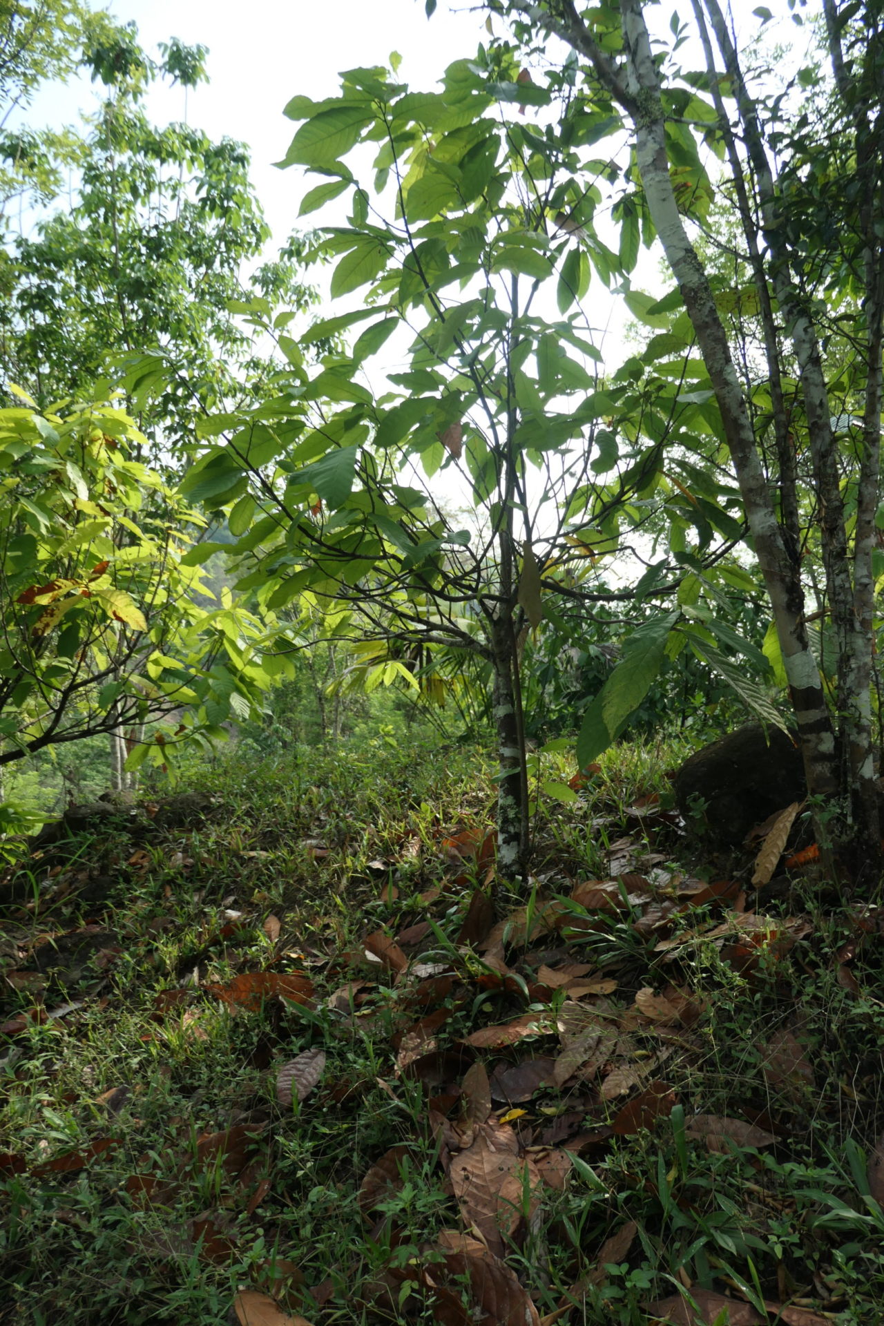 Image gallery image